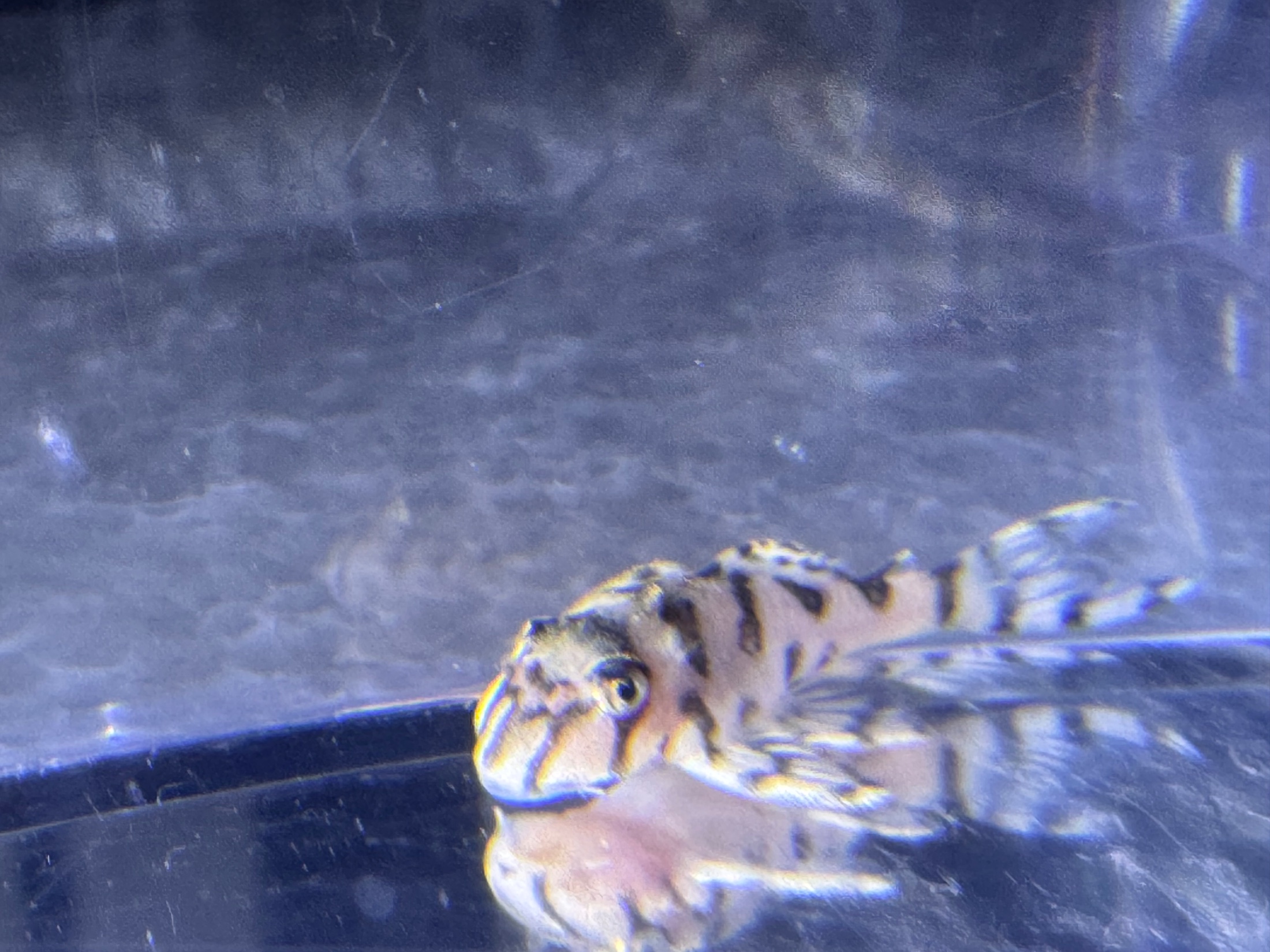 L236 SW Super White Pleco (L236SW)