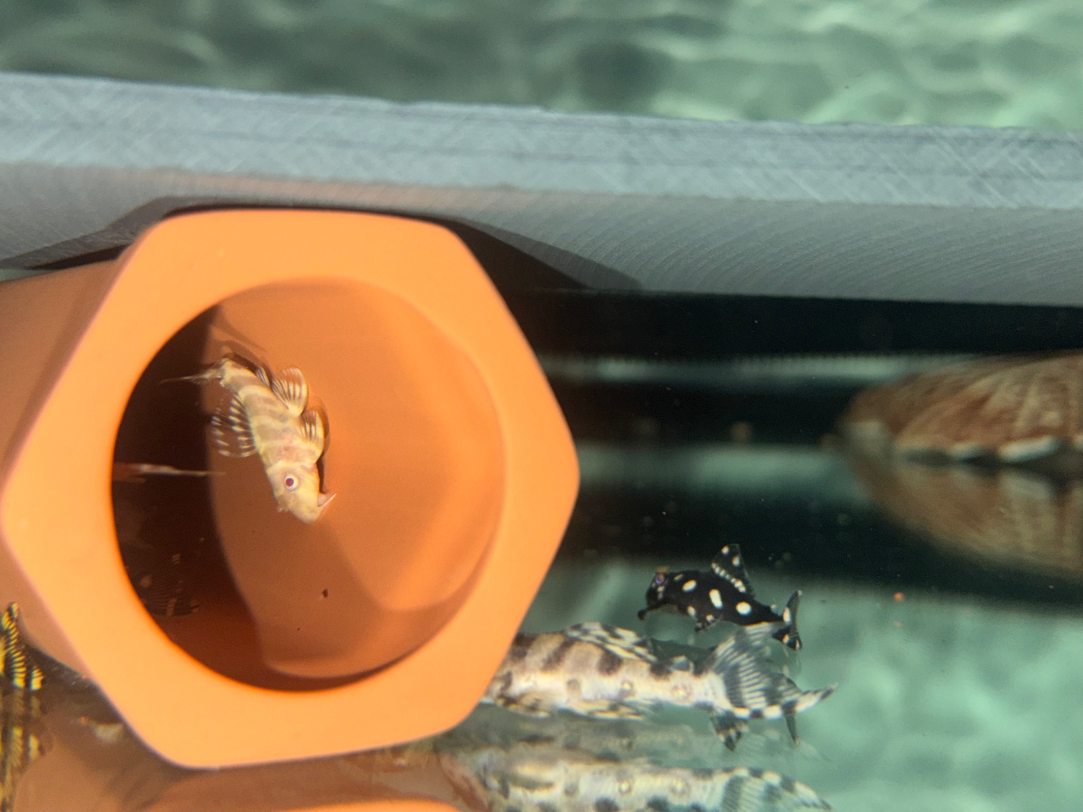 L333 Albino Pleco